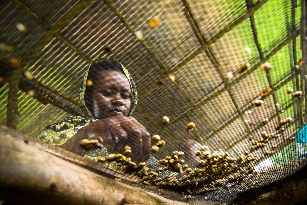 Gashonga washing station, Cyangugu, Rwanda ©2015 Ilene Perlman