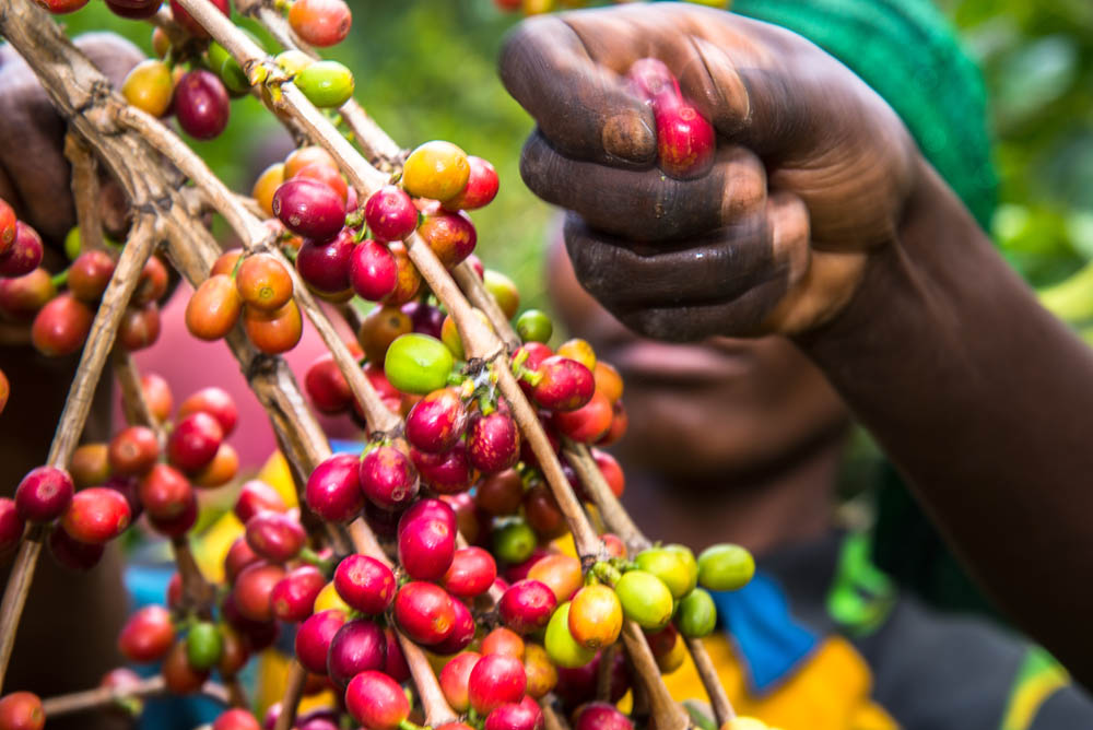 Gisuma Washing station and farmers of the collective