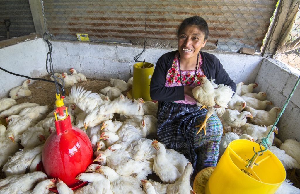 OXFAM WISE PROGRAM Guatemala 2015 -Carmen María Can Pixabaj: owner of a chicken business; 