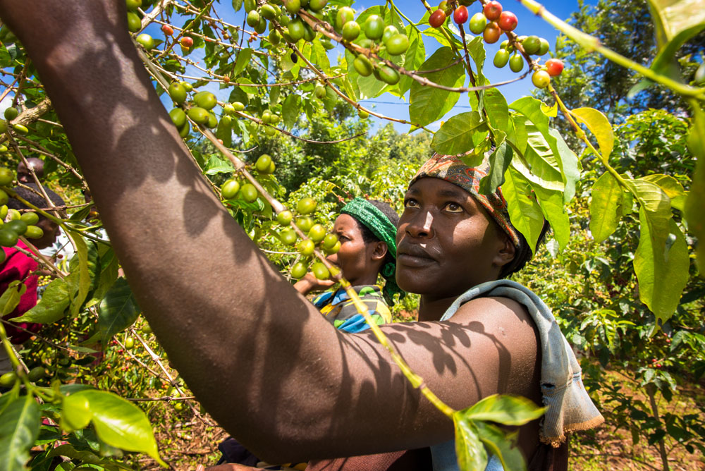 Photos of women farmers from the Gashonga Coffee Coop in Rwanda